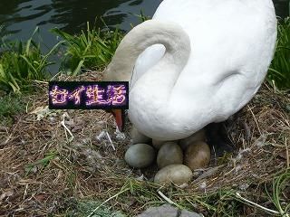 鳥