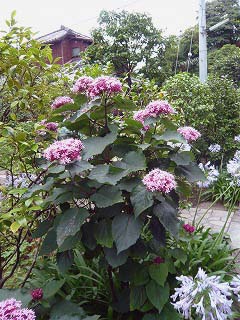 紫陽花