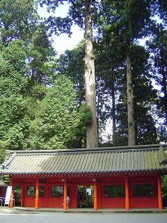 安産杉