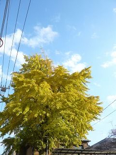 下北沢の紅葉