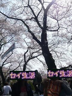 桜と女の子