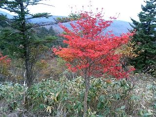 紅葉