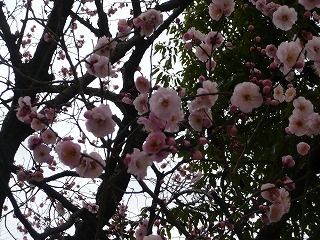 新宿の梅