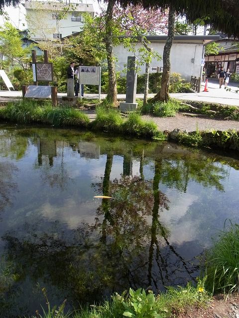 忍野八海 (7)