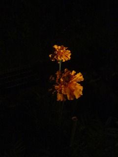 夜の花