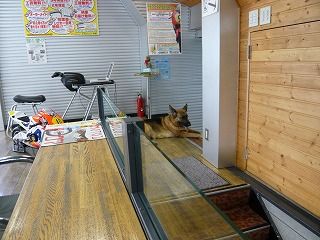 わんこ