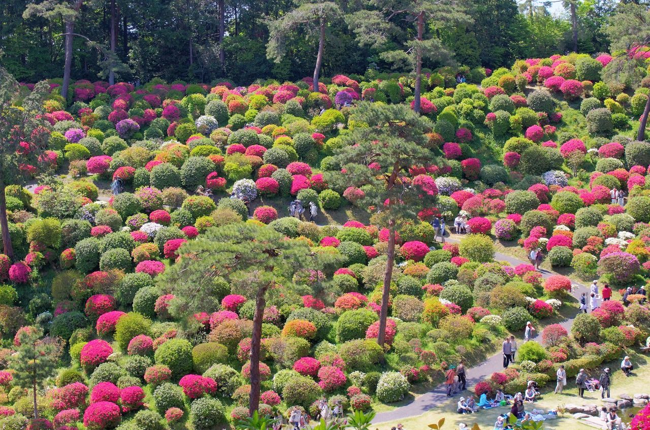 塩船観音寺 つつじまつり 青梅 セイ生活