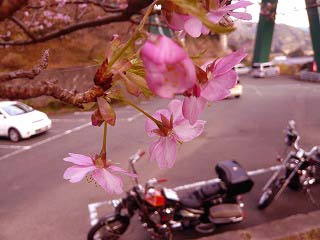 ループ橋の桜