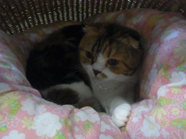 ¤¦¤µ¤®¥«¥Õ¥§ (28)