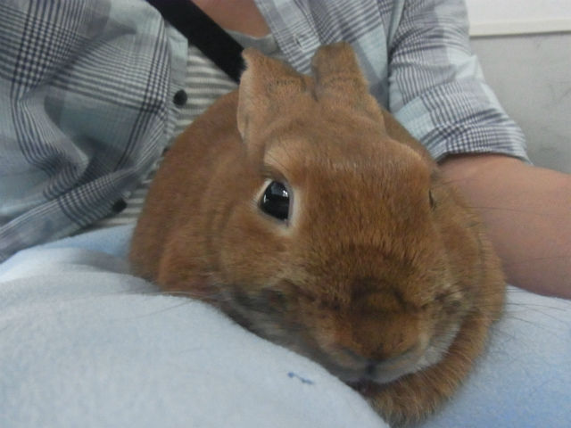 ¤¦¤µ¤®¥«¥Õ¥§ (8)