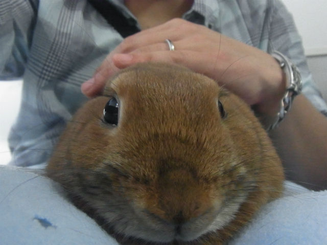 ¤¦¤µ¤®¥«¥Õ¥§ (9)