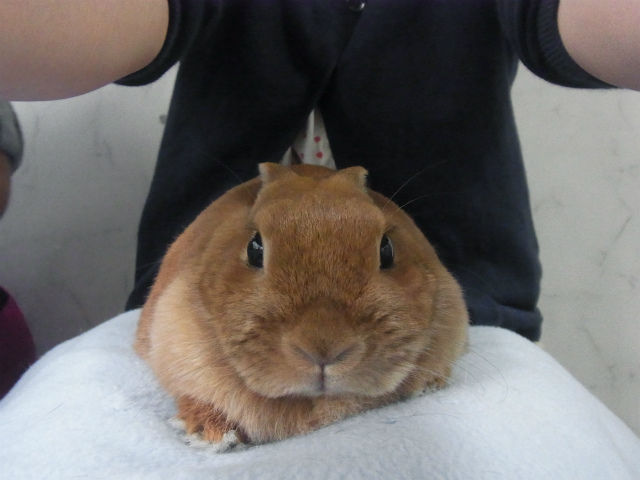 ¤¦¤µ¤®¥«¥Õ¥§ (7)
