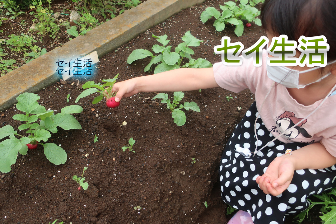 畑での野菜作り (10)