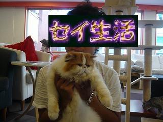 ¥Ç¥ÖÇGET003