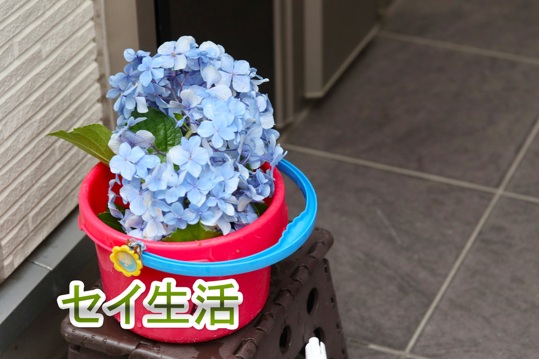 ¥¢¥¸¥µ¥¤¤È³°Í·¤Ó (5)