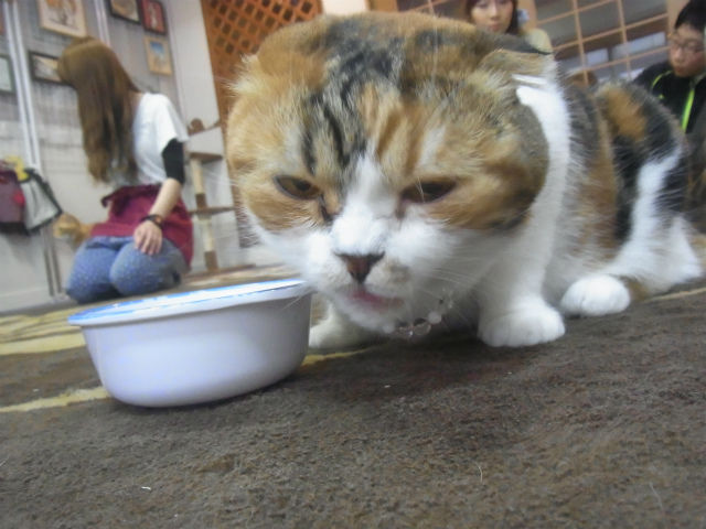 ¤¦¤µ¤®¥«¥Õ¥§ (18)