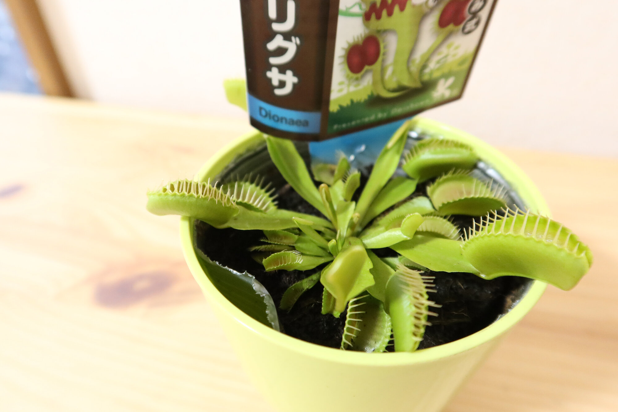 食虫植物 ハエトリグサ が仲間入り セイ生活
