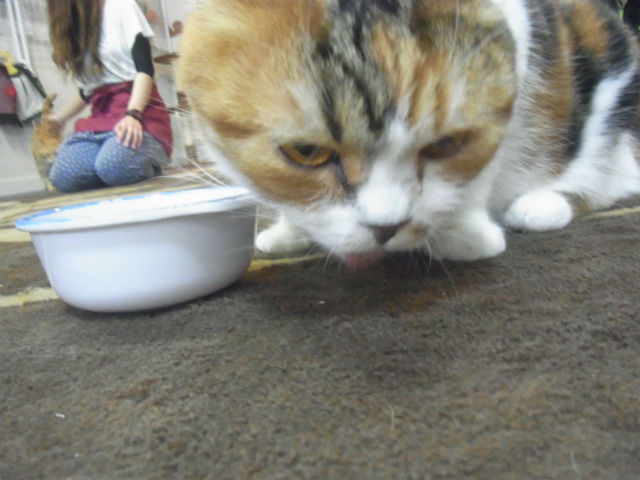 ¤¦¤µ¤®¥«¥Õ¥§ (16)