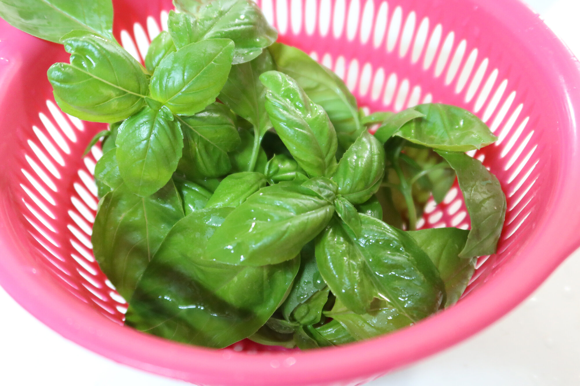 食虫植物 ハエトリグサ が仲間入り セイ生活