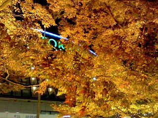 東京の紅葉