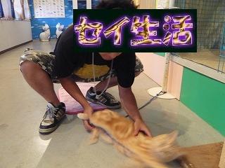 ǤòÊá³Í