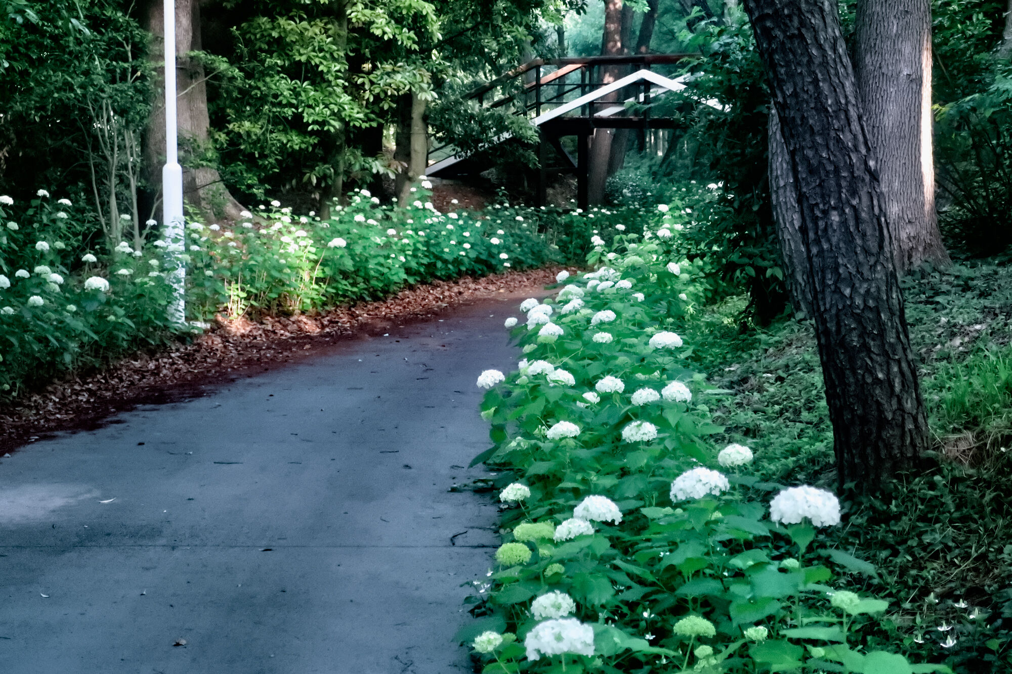 白紫陽花 セイ生活