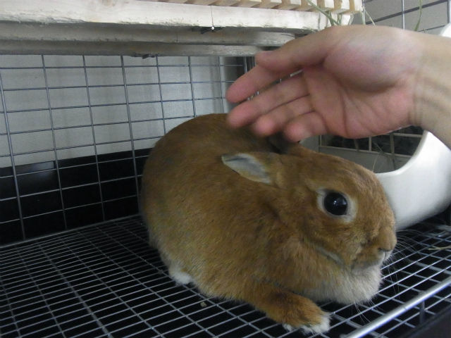 ¤¦¤µ¤®¥«¥Õ¥§ (4)
