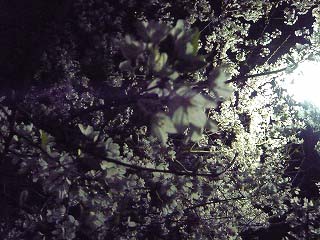µ¢¤êÆ» (1)