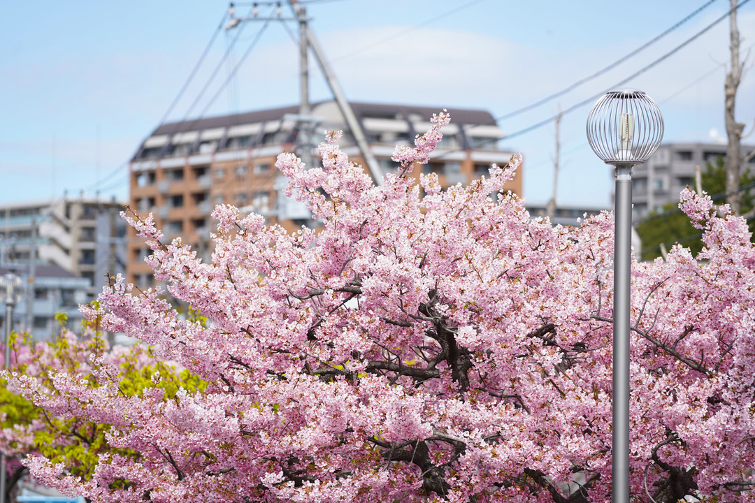 大横川の河津桜 (1)