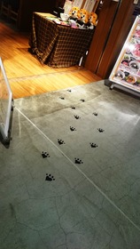 猫の世界5