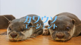 コツメカワウソ