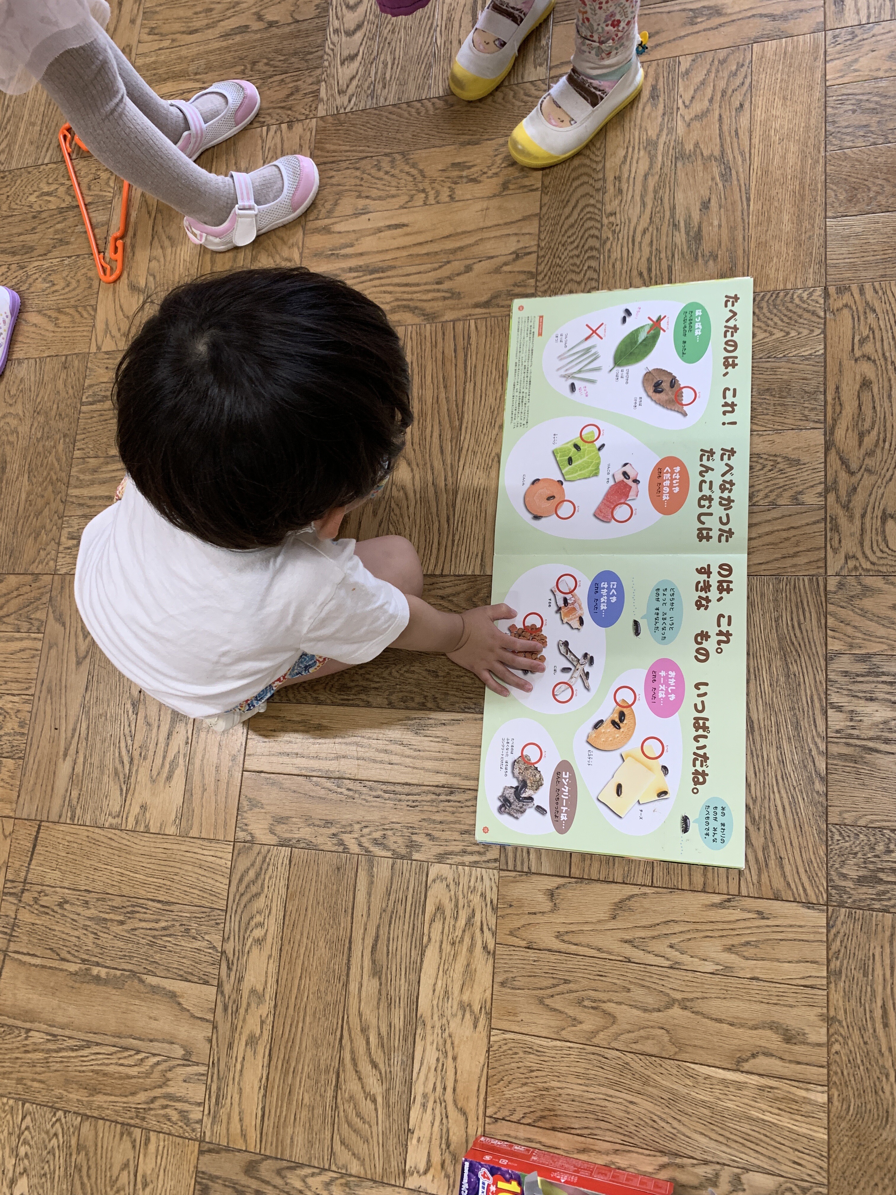 ダンゴムシだいすき ガーベラ組 聖愛の日々 聖愛幼稚園 せいあい保育園ブログ