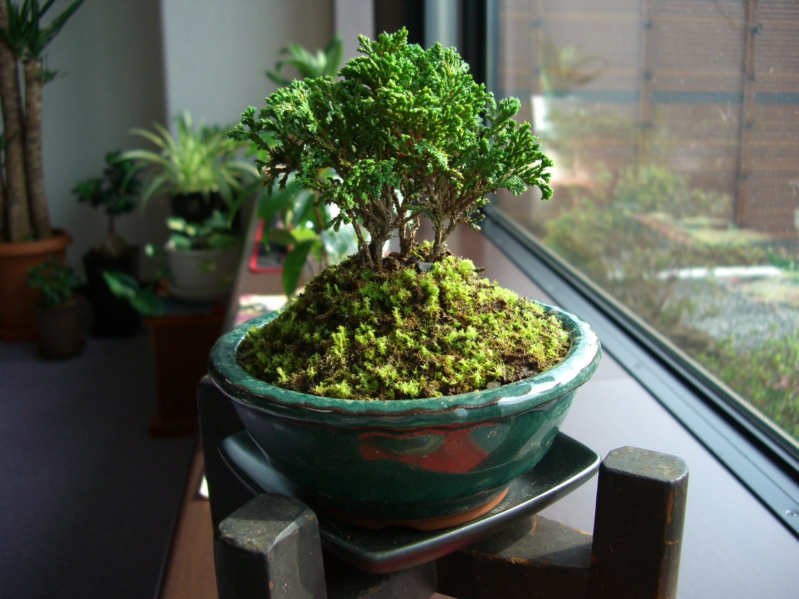 椹（サワラ）盆栽 SS016 椹（サワラ）盆栽 SS016