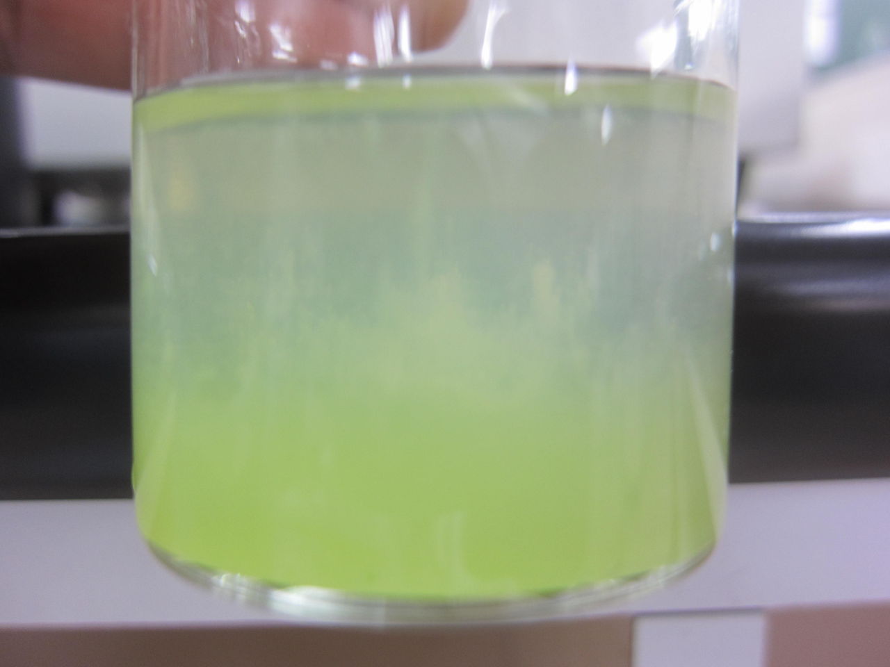 生物実験 Dna抽出ーブロッコリー編 生物実験室 生物同好会