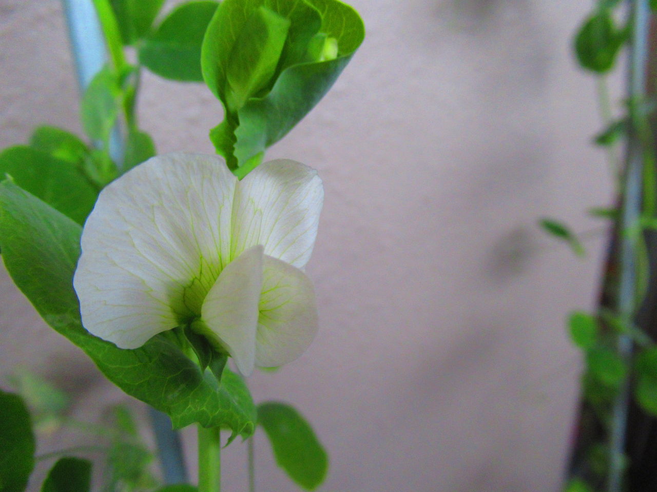 エンドウの花が咲いた 生物実験室 生物同好会 中央大学杉並高等学校