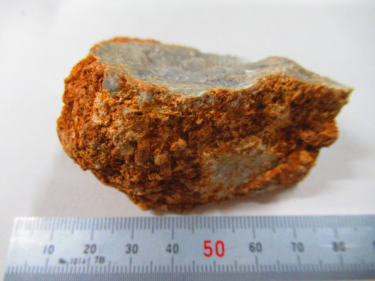 化石 51 ウミユリ類 クリノイド 生物実験室 生物同好会