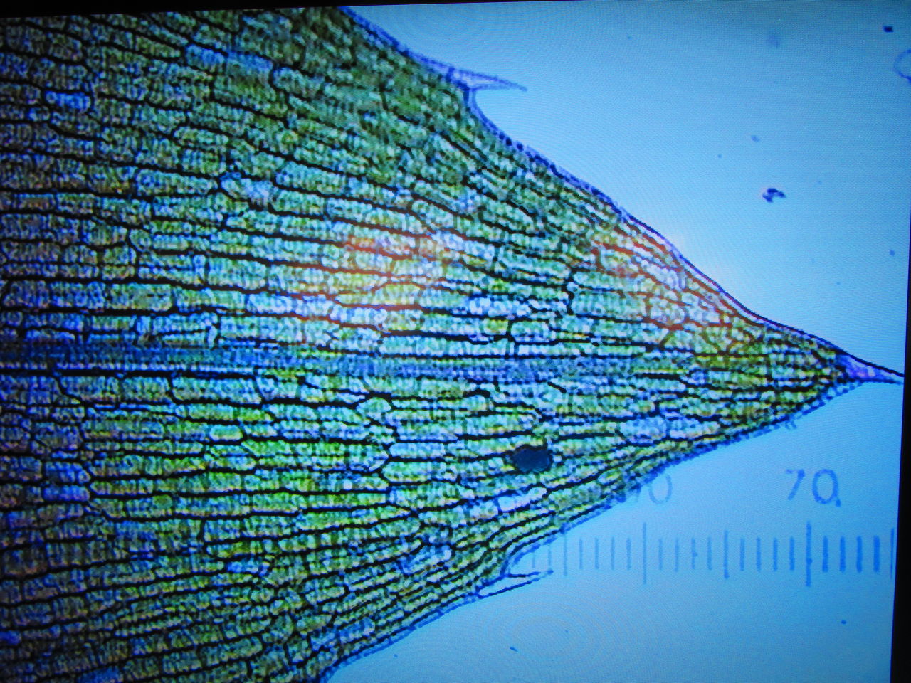 細胞の観察 1 生物実験室 生物同好会