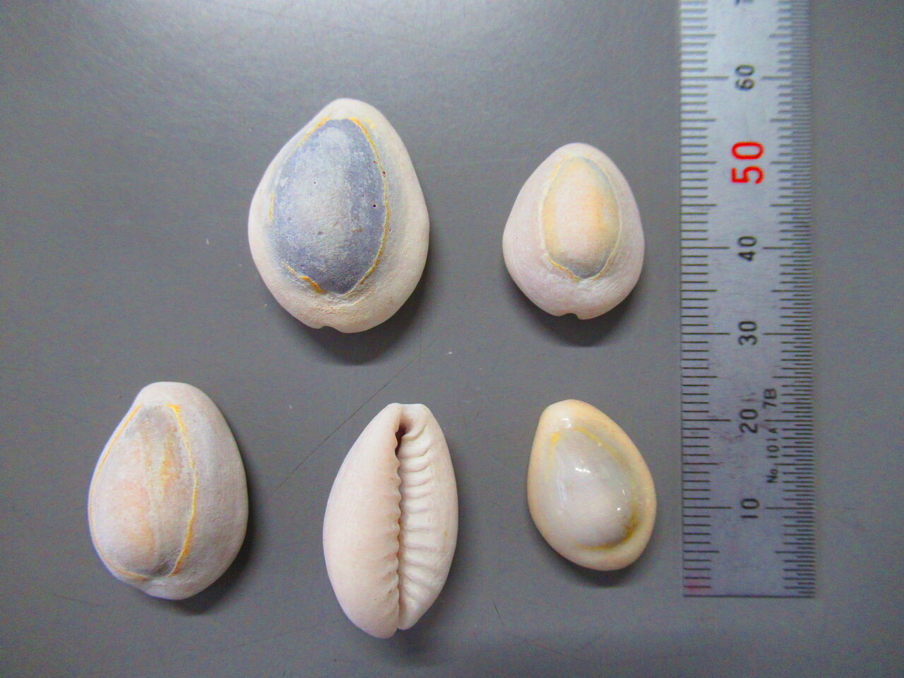 貝 135 2 ハナビラダカラ 久米島 生物実験室 生物同好会