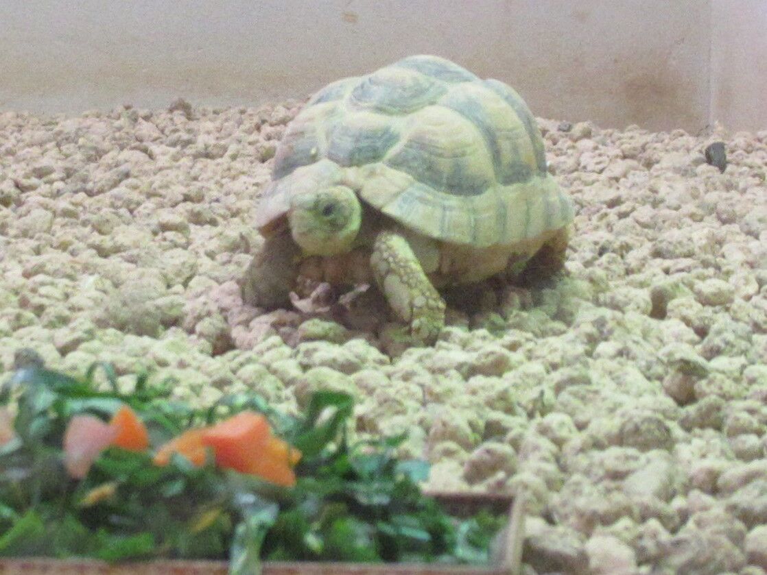 714 エジプトリクガメ : 生物実験室＆生物同好会＆鉄道愛好会