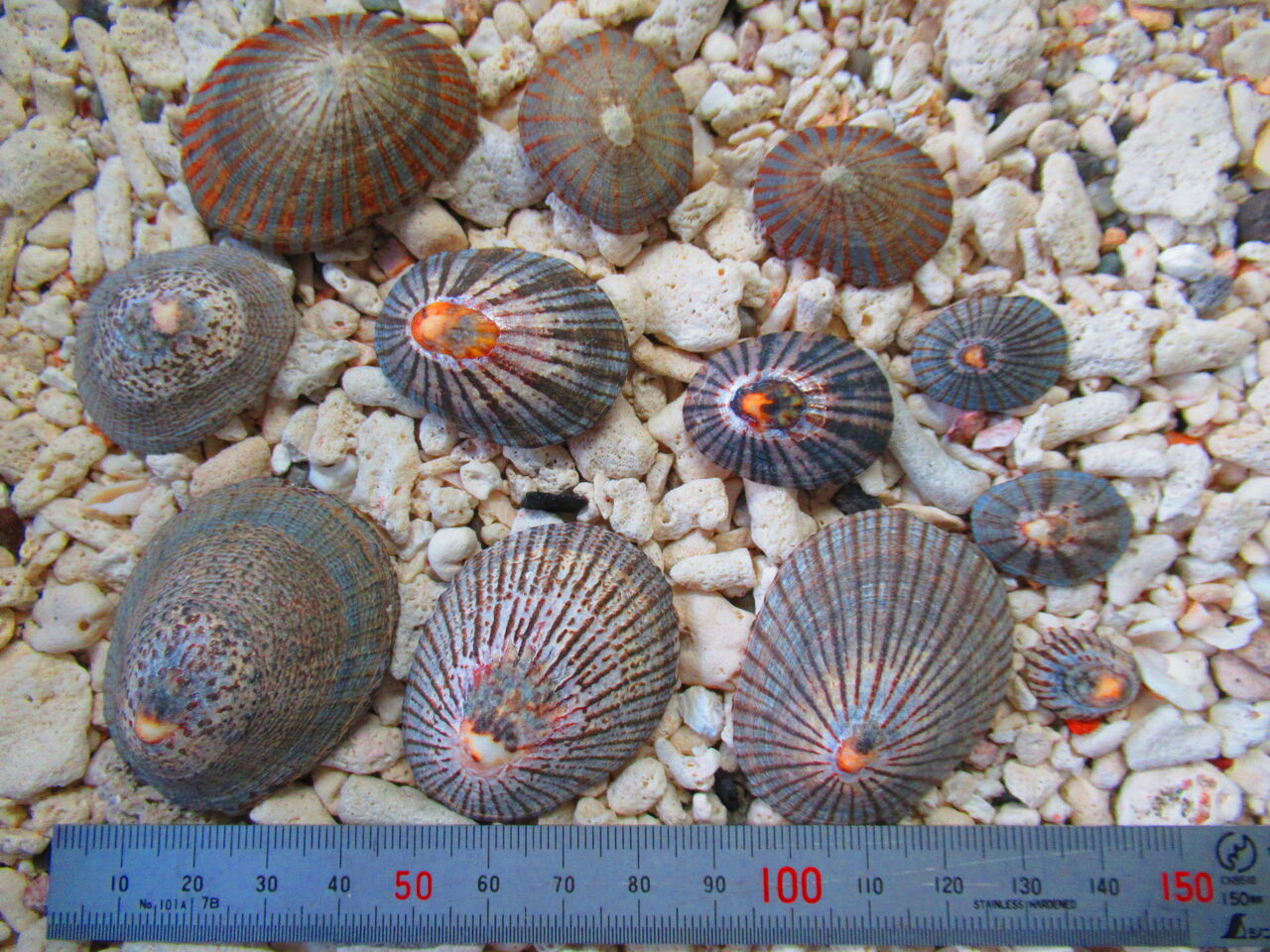 貝 101 マツバガイ 生物実験室 生物同好会 中央大学杉並高等学校