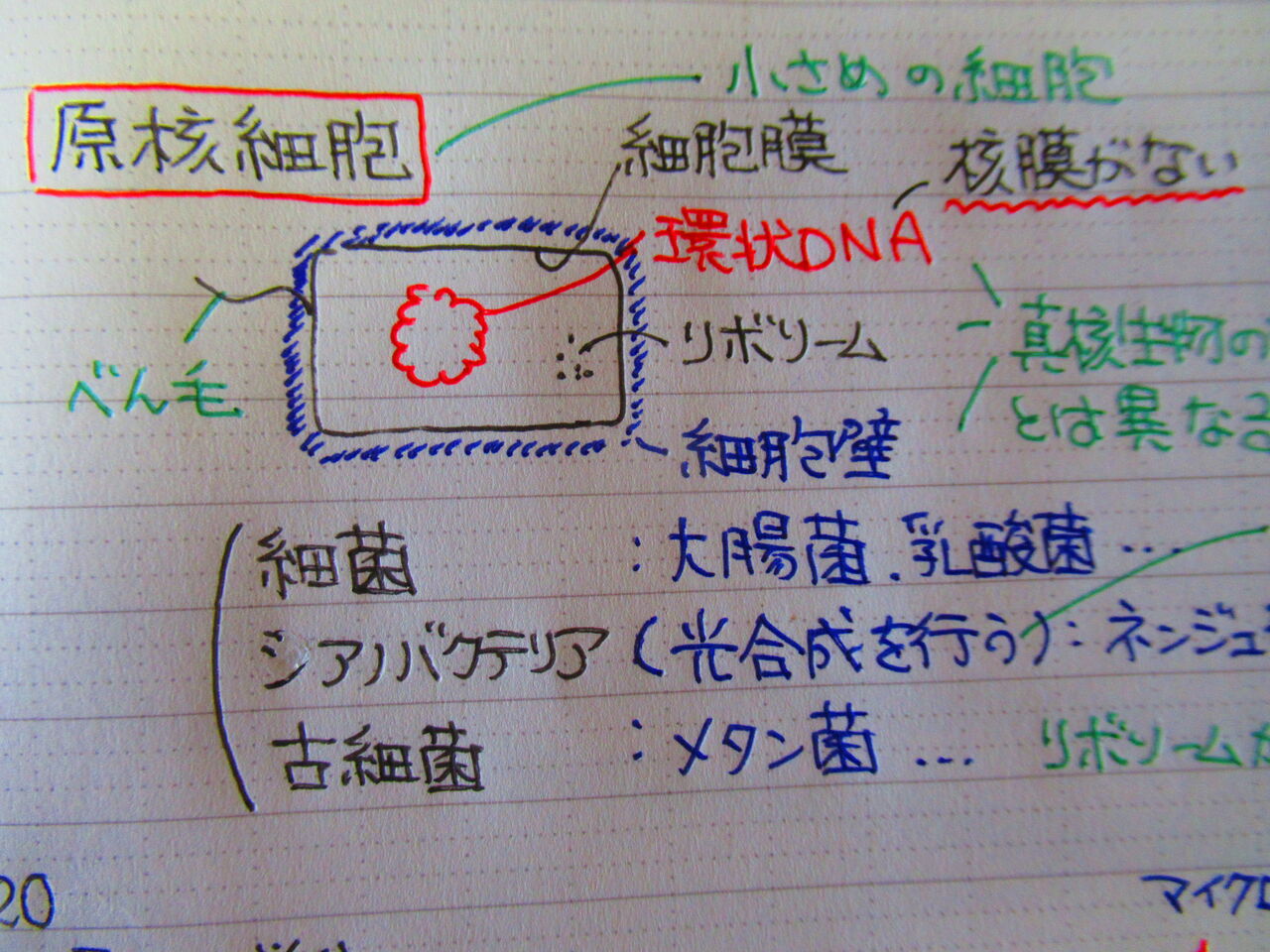 生物勉強会第2回 生物の多様性と共通性その2 : 生物実験室&生物同好会 中央大学杉並高等学校