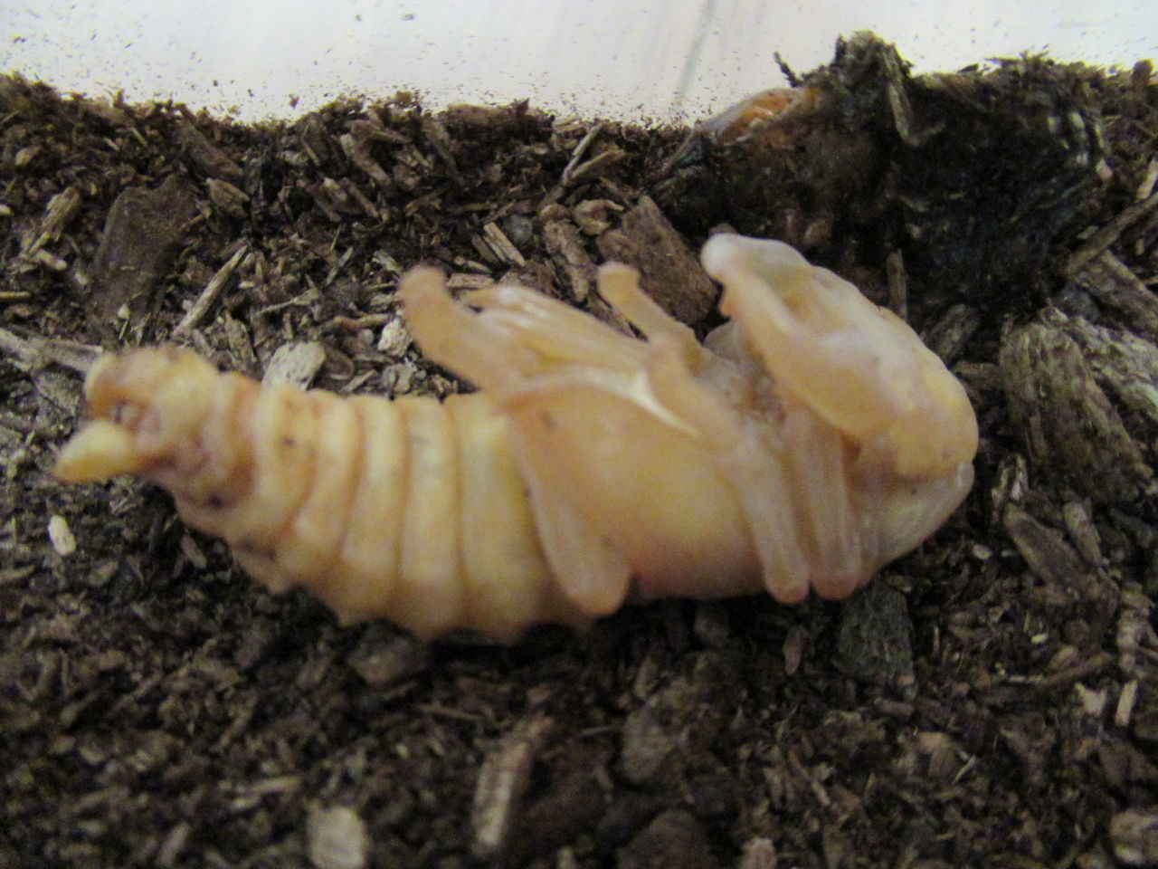 オオクワガタが土の上でさなぎに 生物実験室 生物同好会 オオクワガタが土の上でさなぎに 生物実験室 生物同好会