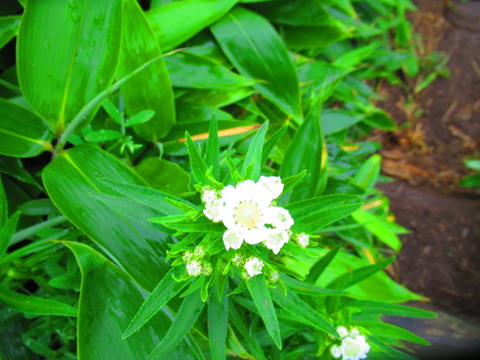 エゾノコギリソウ 生物実験室 生物同好会 中央大学杉並高等学校 エゾノコギリソウ 生物実験室 生物同好会 中央大学杉並高等学校