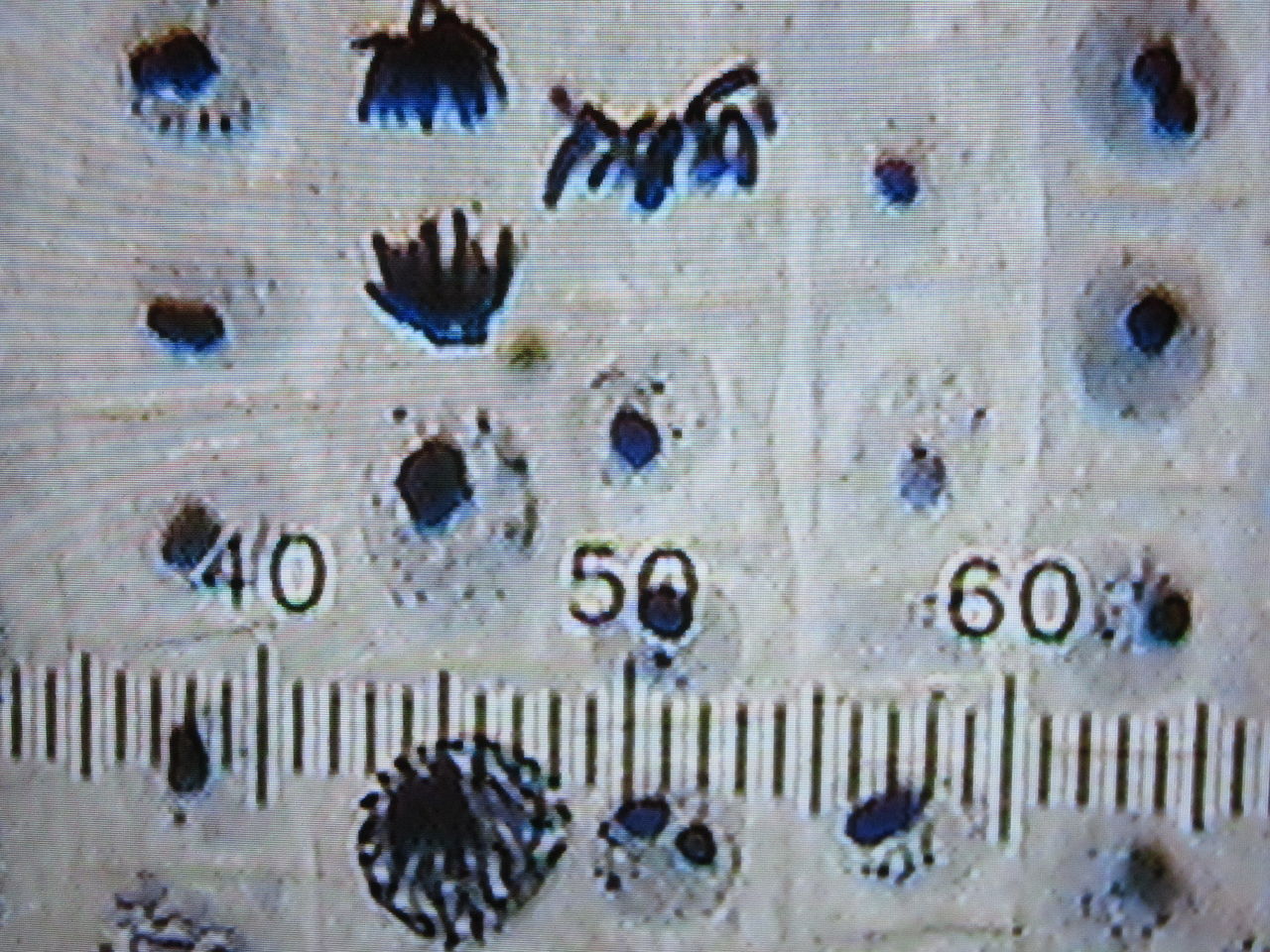 体細胞分裂の観察 再 生物実験室 生物同好会 中央大学杉並高等学校