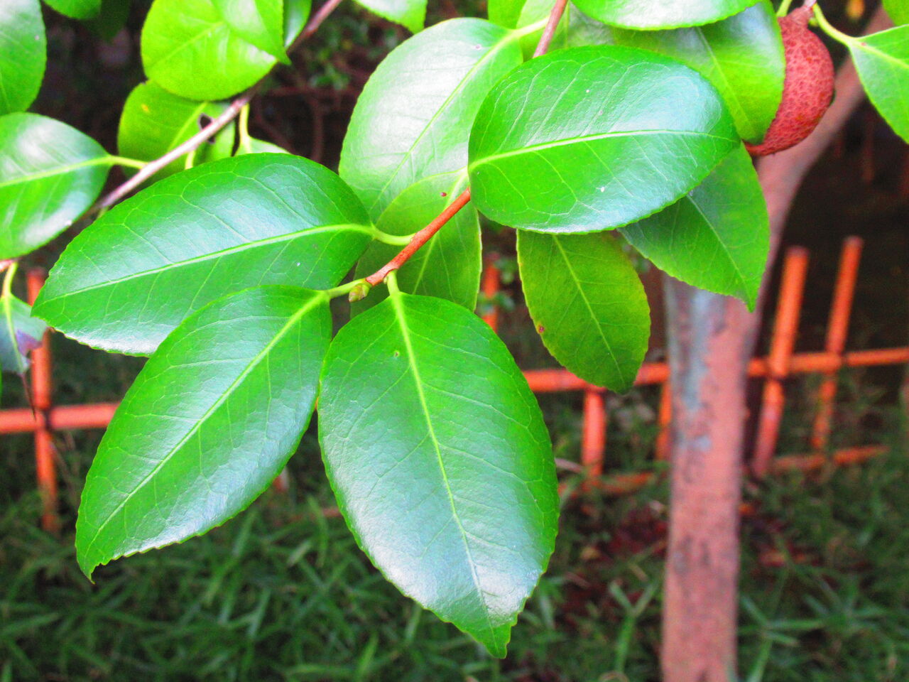 サザンカとツバキ 生物実験室 生物同好会 中央大学杉並高等学校