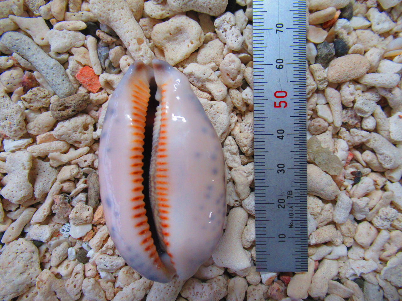 貝 132 ホソヤクジマダカラ 生物実験室 生物同好会