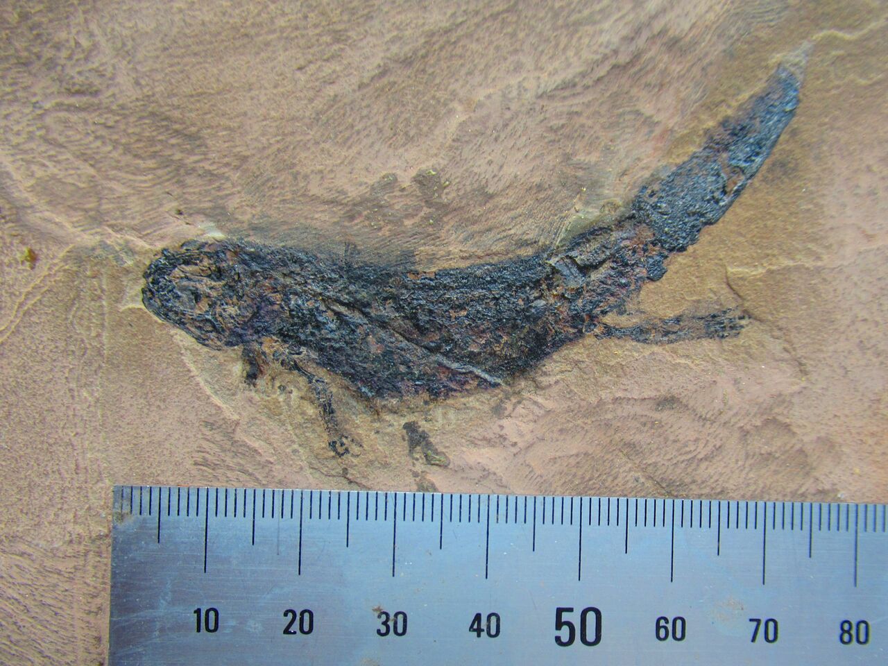 ブランキオサウルス(Branchiosaurus sp.)全身化石 【公式通販】