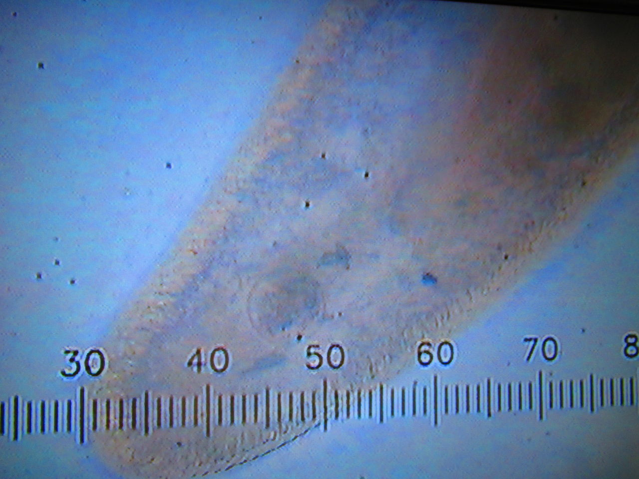 ゾウリムシの収縮胞 生物実験室 生物同好会 中央大学杉並高等学校