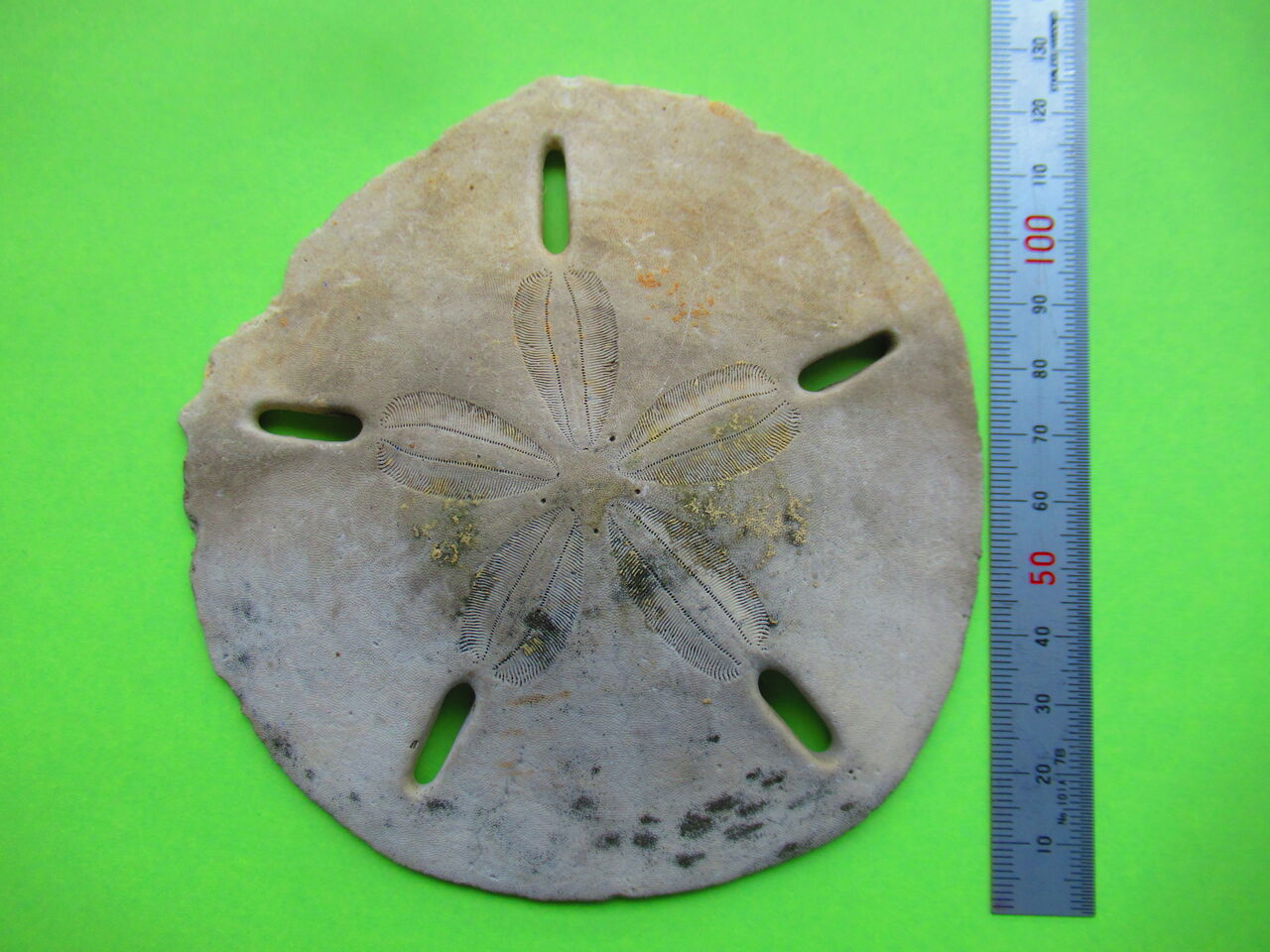 棘皮動物 11 スカシカシパン 生物実験室 生物同好会