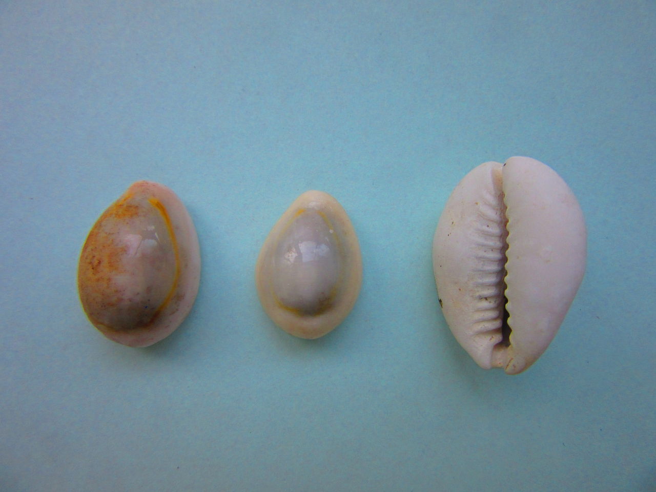 現生の貝 生物実験室 生物同好会 中央大学杉並高等学校 現生の貝 生物実験室 生物同好会 中央大学杉並高等学校
